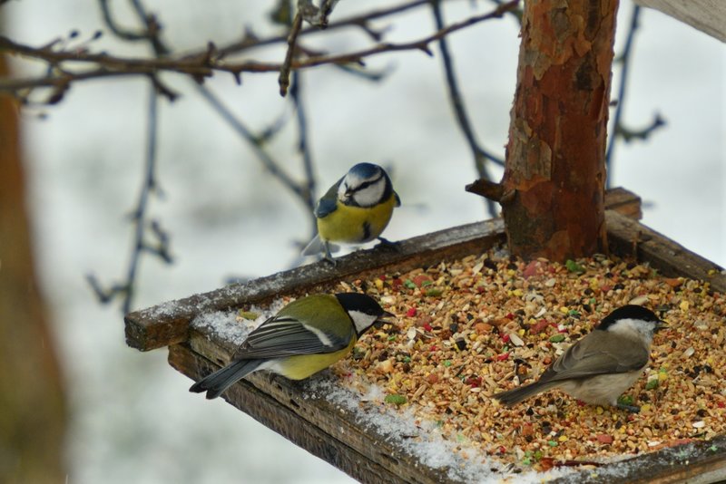 15 garden tips for December