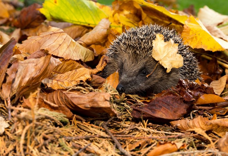 5 tips for a wildlife-friendly garden