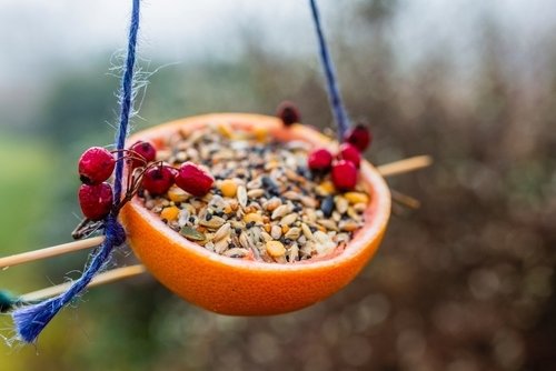 How to make fat balls for birds