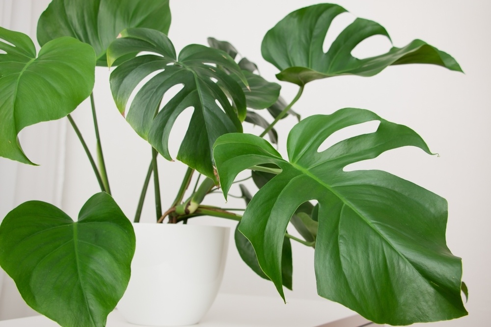 The Best Tips for a Stunning Monstera - Coblands Garden Centre