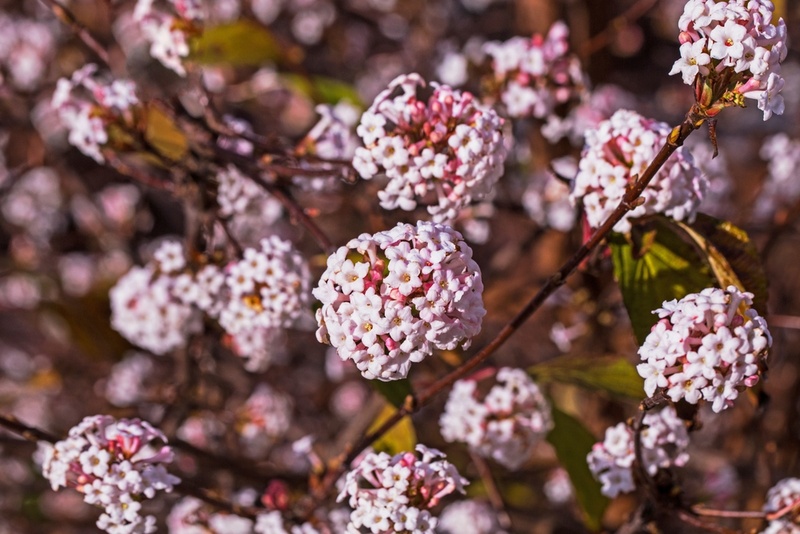 Winter-flowering garden plants