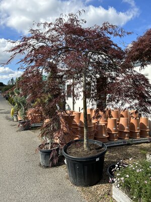Acer palmatum Tamukeyama