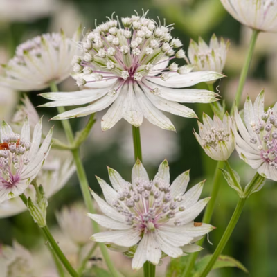 Astrantia bavarica - image 2
