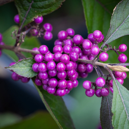 Callicarpa Bodinieri Profusion