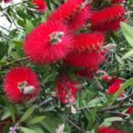 Callistemon Laevis