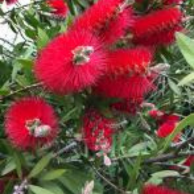 Callistemon Laevis