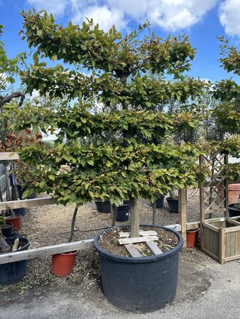 Carpinus betulus 285 litre espalier