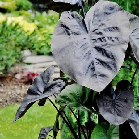 Colocasia Esculenta Kona Coffee