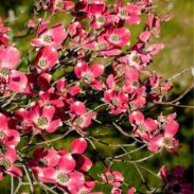 Cornus Florida Cherokee Chief