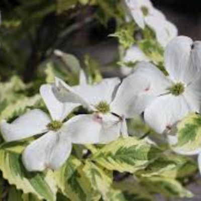 Cornus Florida Cherokee Daybreak