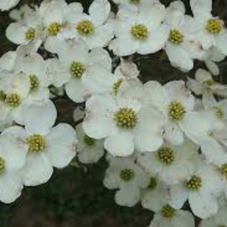 Cornus Florida Cloud Nine