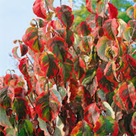 Cornus Florida Rainbow - image 2