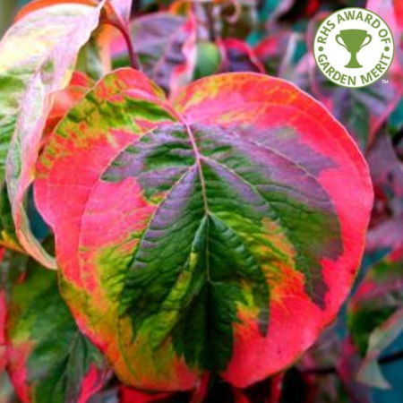 Cornus Florida Rainbow