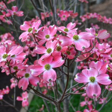 Cornus Florida Rubra - image 3