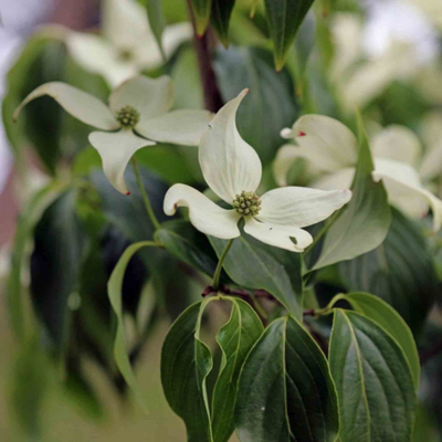 Cornus Kousa Blue Shadow