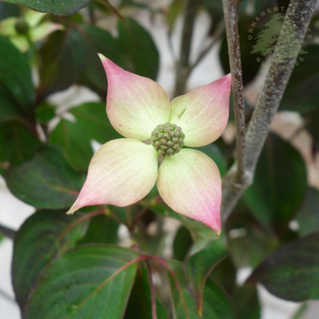 Cornus Kousa Cappuccino - image 2