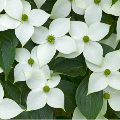 Cornus Kousa China Girl