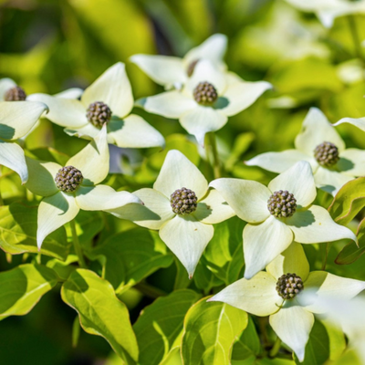 Cornus Kousa Milky Way