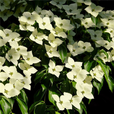 Cornus Kousa Robert (Robert'S Selectie)