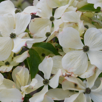 Cornus Kousa Teutonia