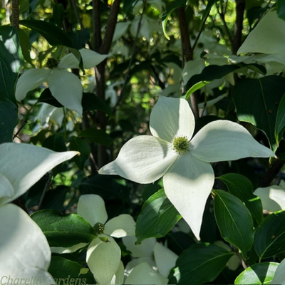 CORNUS KOUSA WEISSE FONTAINE