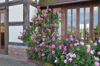 Gertrude Jekyll - image 2