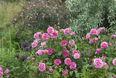 Gertrude Jekyll - image 3