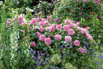 Gertrude Jekyll - image 3