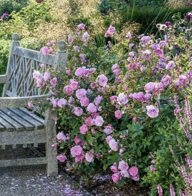 Harlow Carr - image 3