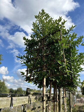 Ilex castaneifolia standard  Espalier