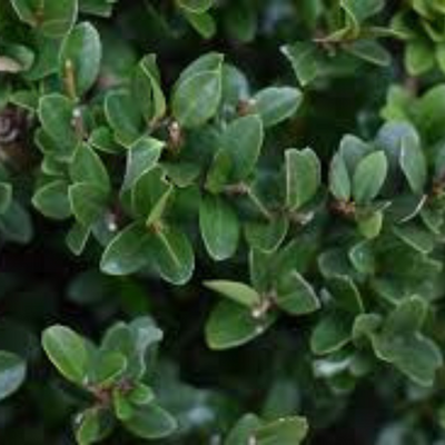 Ilex Crenata Kinme - image 1