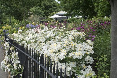 Kew Gardens - image 5