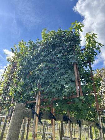 Liquidambar styraciflua    A.F. Spalliera