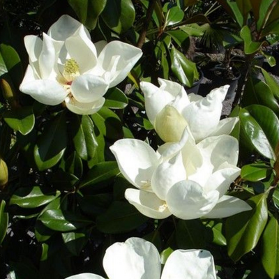 Magnolia Grandiflora Goliath (Praecox)
