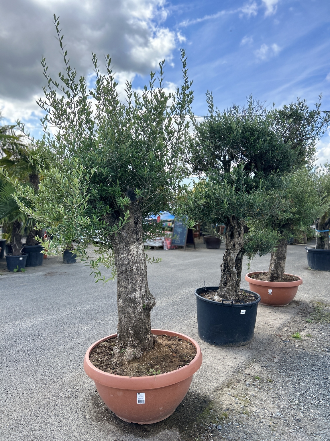 Olive tree 1/2 Standard Coblands Garden Centre