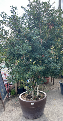 OSMANTHUS (OSMAREA) BURKWOODII