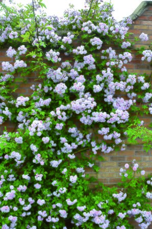 Paul's Himalayan Musk - image 1