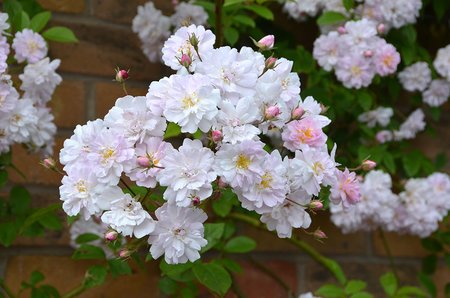 Paul's Himalayan Musk - image 2