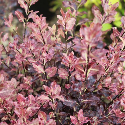 Pittosporum Ten. 'Tom Thumb'