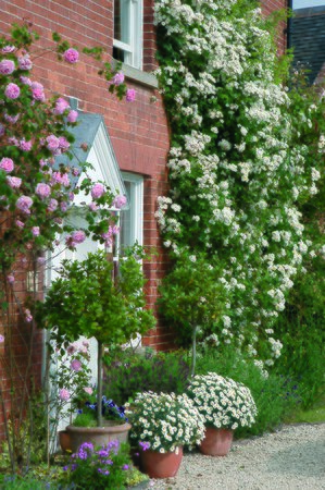 Rambling Rector - image 2