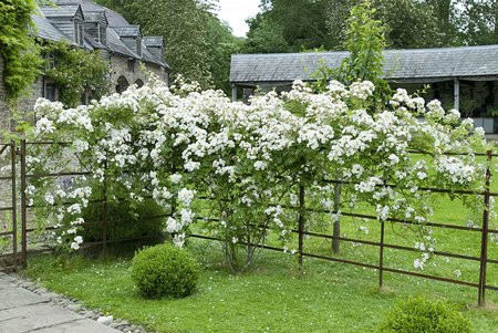 Rambling Rector - image 1