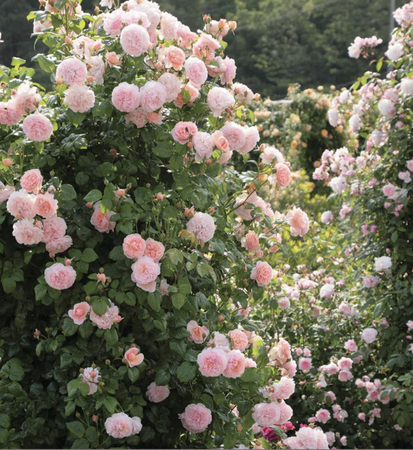 Strawberry Hill - image 2