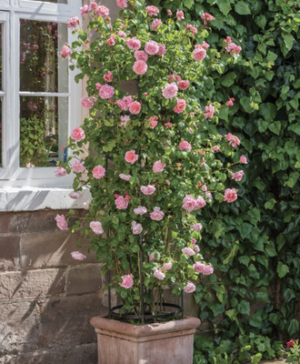 Strawberry Hill - image 2